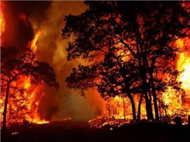 حرائق الغابات بسبب الحر الشديد