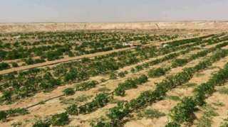 صحراء مصر الشرقية.. على خطى التنمية الزراعية الشاملة