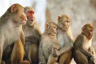فرنسا تعلن اكتشاف أول حالة يشتبه بإصابتها بجدري القرود فى منطقة باريس