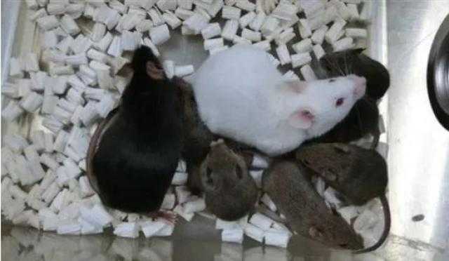 باستخدام خلايا الجسم..استنساخ فئران للمرة الأولى في العالم..دراسة