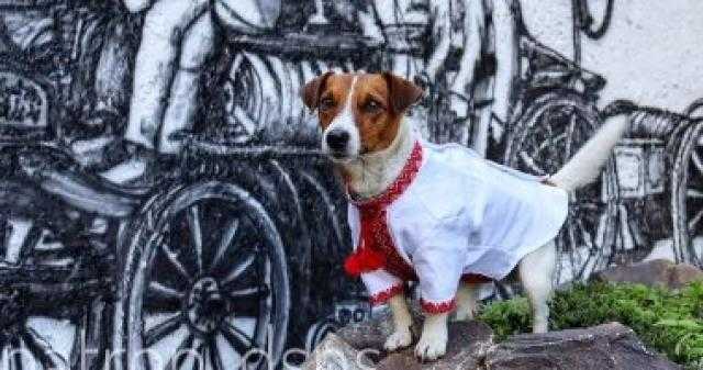 ”باترون” الكلب البطل مكتشف الألغام فى أوكرانيا يمتلك حسابا على تويتر.. صور